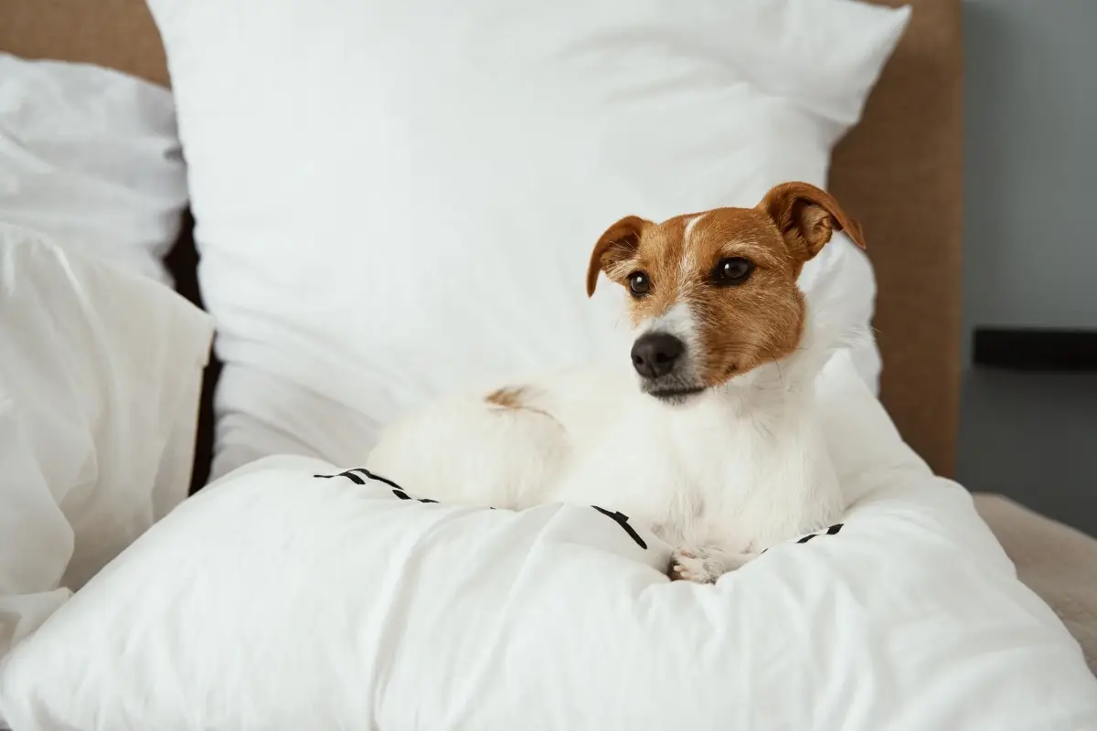 dog friendly Scarborough | The Norbreck Hotel